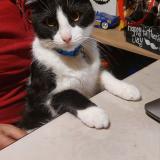 Foto del gato perdido en Cjhdad De Exjck