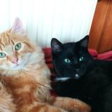 Foto del gato perdido en St Nicolas Du Pelem