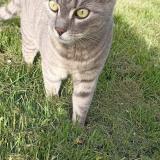 Foto del gato perdido en Chahaignes