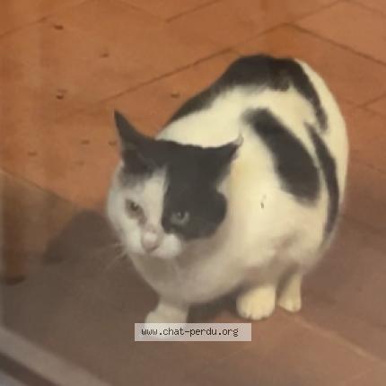 Foto 1/1 Gato encontrado Encontrado en Orsan