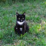 Foto del gato perdido en Niort