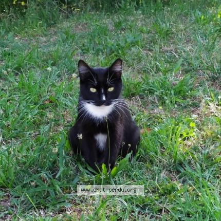 Foto 1/1 Plume Chat perdido en Niort