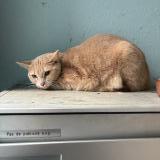 Foto de gato encontrado en Yverdon Les Bains