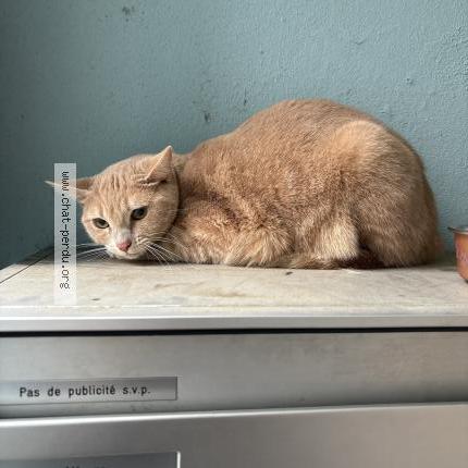 Foto 1/1 Gato encontrado Encontrado en Yverdon les bains
