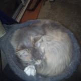 Foto del gato perdido en Vazerac