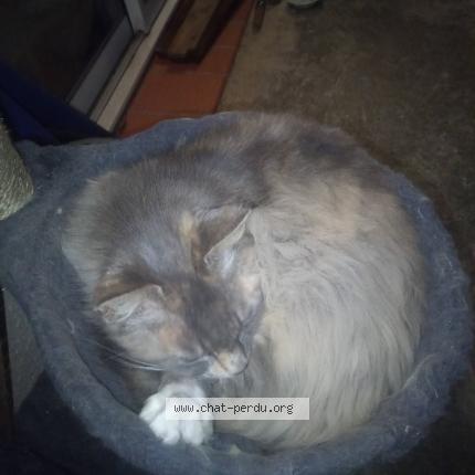 Foto 1/1 Grisouille Chat perdido en Vazerac