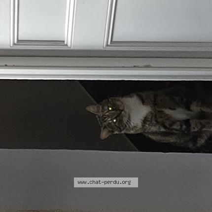 Foto 1/1 Simba Chat perdido en Herblay