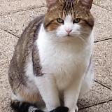Foto de gato encontrado en Nanteuil Les Meaux