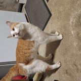 Foto de gato encontrado en Le Bourgneuf La Foret