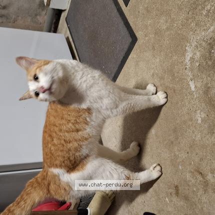 Foto 1/1 Gato encontrado Encontrado en Le bourgneuf la foret