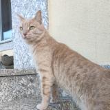 Foto del gato perdido en Saint Ouen Sur Seine