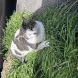 Foto del gato perdido en Camaret Sur Aygues