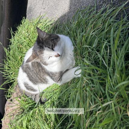 Foto 1/1 Shadow Chat perdido en Camaret sur aygues