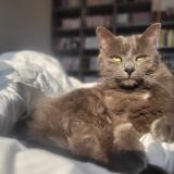 Foto del gato perdido en Osse