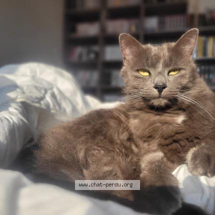 Foto 1/1 Roméo Chat perdido en Osse