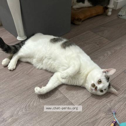 Foto 1/1 Chat-kira Chat perdido en Chanceaux sur choisille