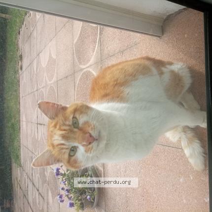 Foto 1/1 Gato encontrado Encontrado en Saint genis laval