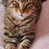 Foto del gato perdido en Lagnieu