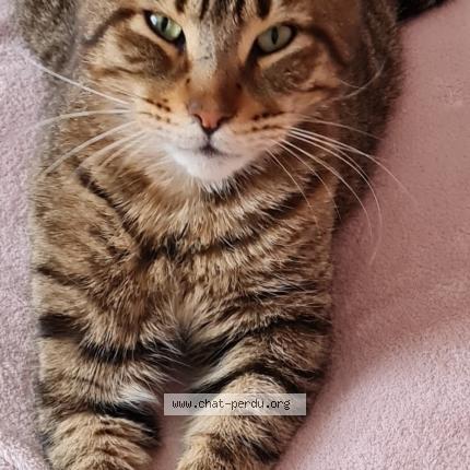 Foto 1/1 Simba Chat perdido en Lagnieu