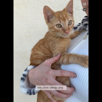 Foto 1/1 Alvin Chat perdido en Chateaubernard