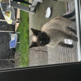 Foto de gato encontrado en La Gorgue