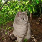 Foto del gato perdido en Toulon