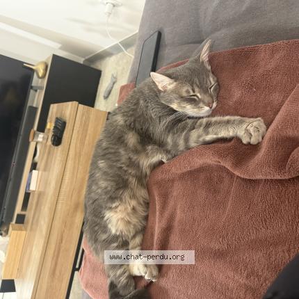 Foto 1/1 Yuki Chat perdido en Nivolas vermelle