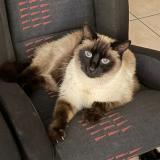 Foto del gato perdido en Saintry Sur Seine