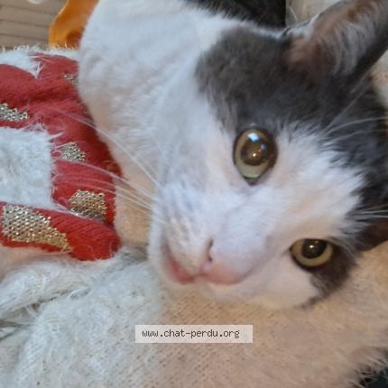 Foto 1/1 Kiwi Chat perdido en Oret