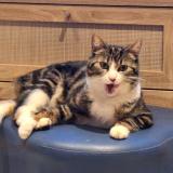 Foto del gato perdido en Parempuyre