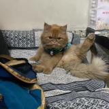 Foto del gato perdido en Delhi