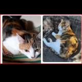 Foto del gato perdido en Plougasnou