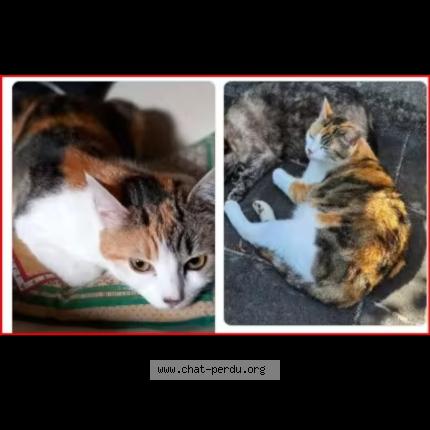 Foto 1/1 Doudie Chat perdido en Plougasnou