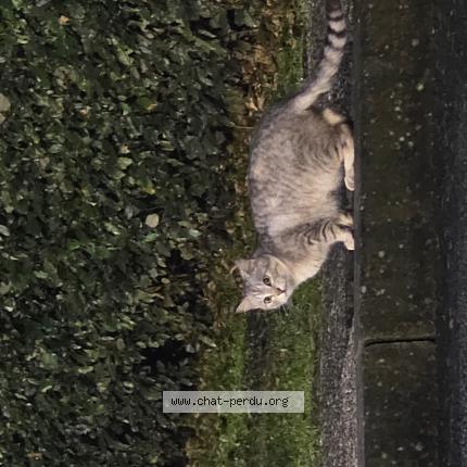 Foto 1/1 Gato encontrado Encontrado en Angers