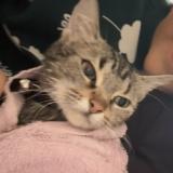 Foto del gato perdido en Cholet