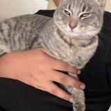 Foto del gato perdido en Perris