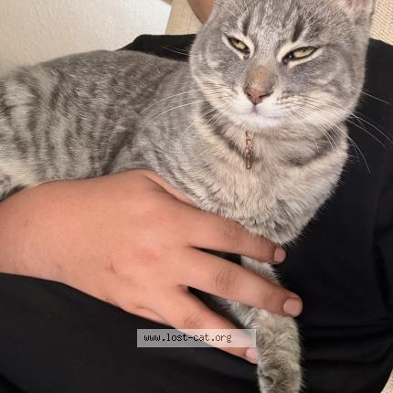 Foto 2/2 Pheonix Chat perdido en Perris