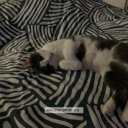 Foto 1/1 Sukuna Chat perdido en Mehun sur yevre