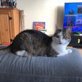 Foto del gato perdido en Les Sables D Olonne