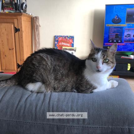 Foto 1/1 Pierrick Poulain Chat perdido en Les sables d olonne