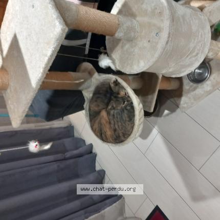 Foto 1/1 Awaï Chat perdido en Civrac de blaye