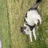 Foto del gato perdido en Seichamps