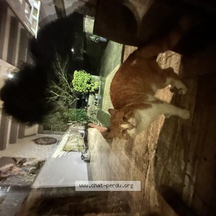 Foto 1/1 Gato encontrado Encontrado en Bourgneuf la foret