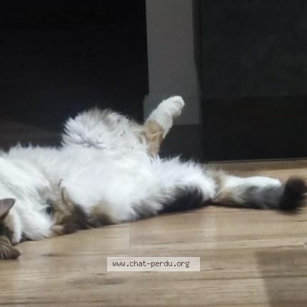 Foto 1/1 Happy Chat perdido en Villelongue de la salanque