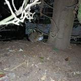 Foto de gato encontrado en Toulouse