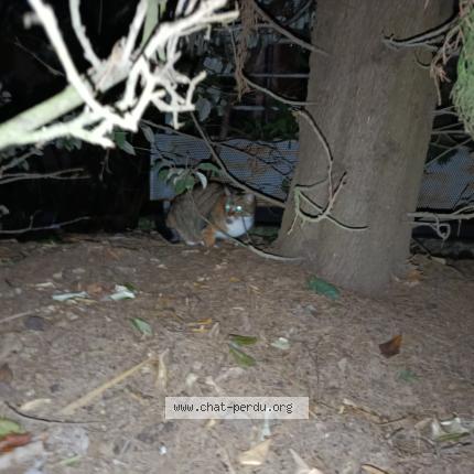 Foto 1/1 Gato encontrado Encontrado en Toulouse