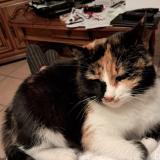 Foto del gato perdido en Vindry