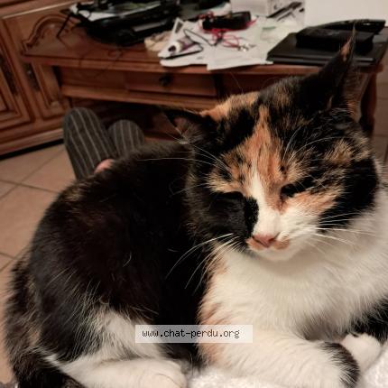 Foto 1/1 Tartine Chat perdido en Vindry