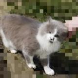 Foto de gato encontrado en Tourcoing