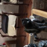 Foto de gato encontrado en Santiago